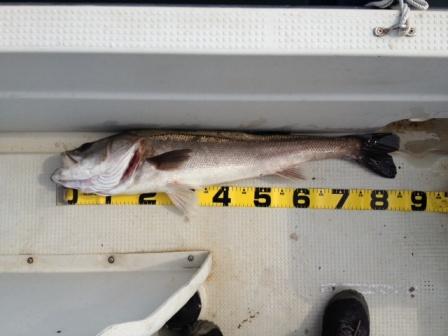 �X�Y�L�W�V����